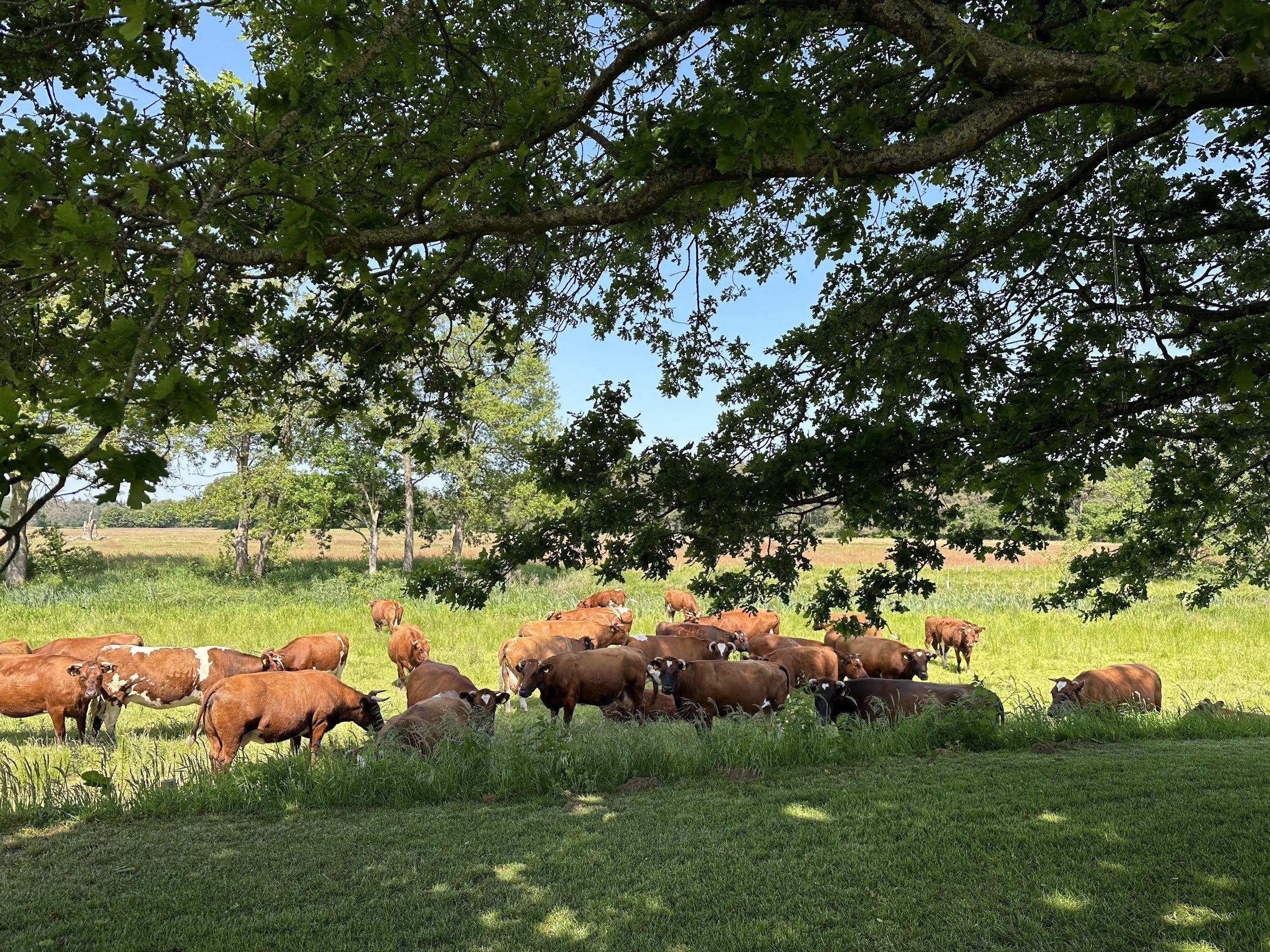 Koe Safari Erve Vechtdal